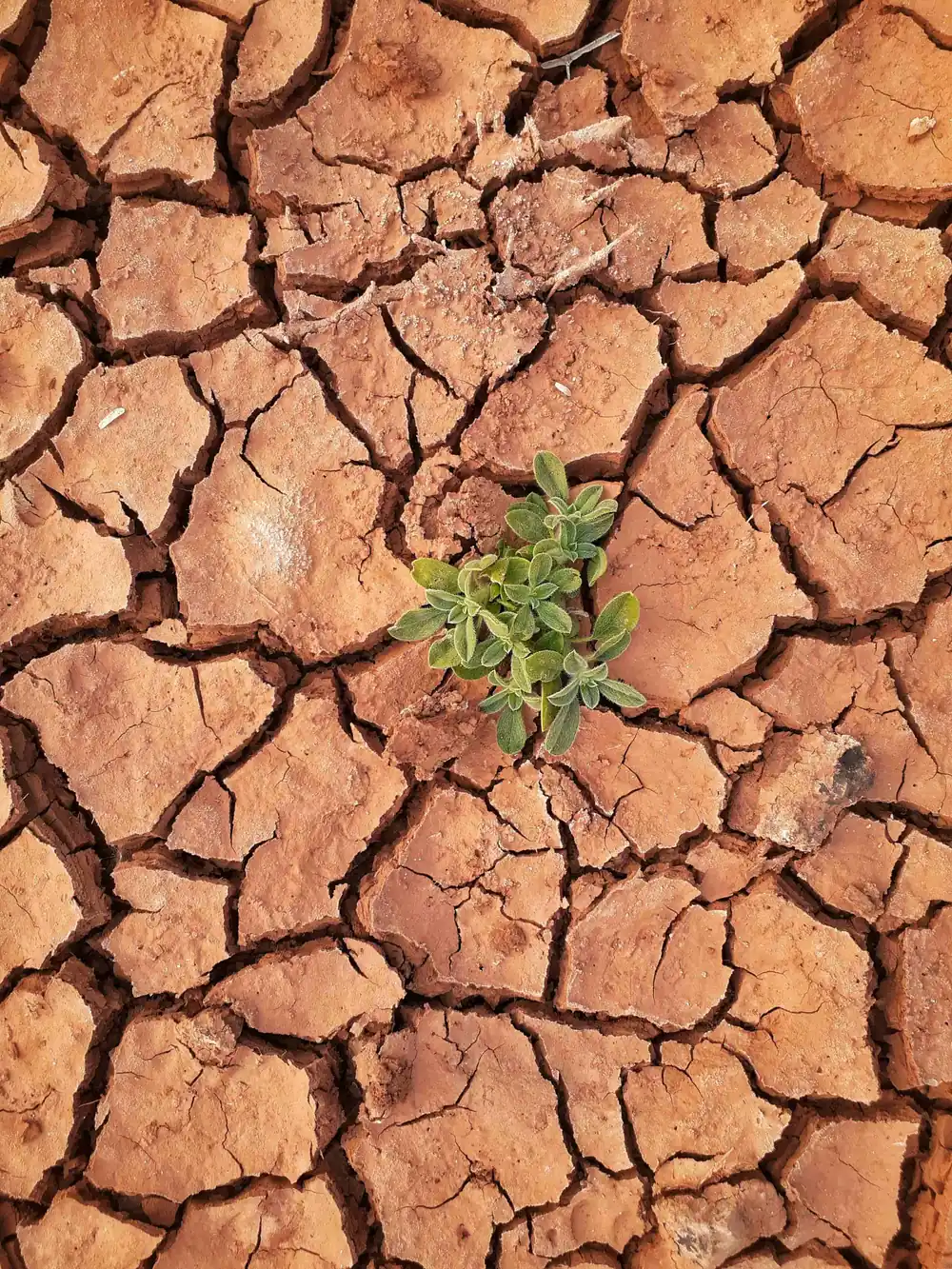 terre sèche due au réchauffement climatique